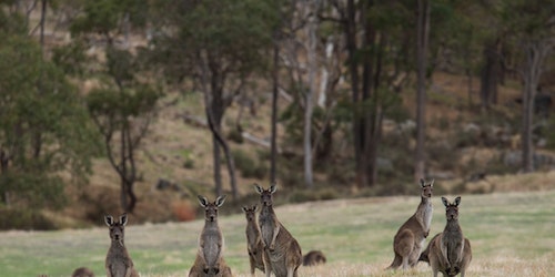 Australia-Commits-To-Zero-Extinctions.jpg